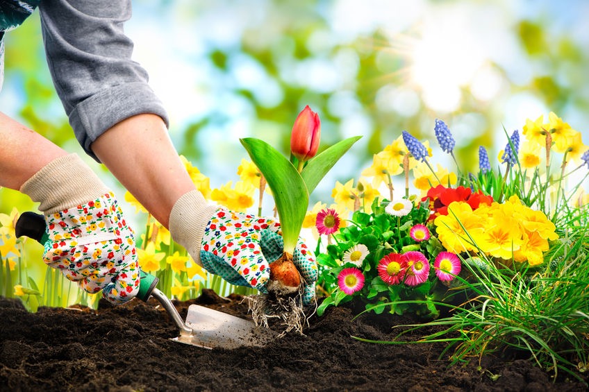 The Top 7 Blogs on Gardening